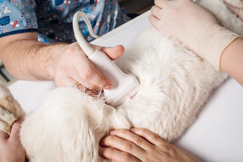 cat having ultrasound