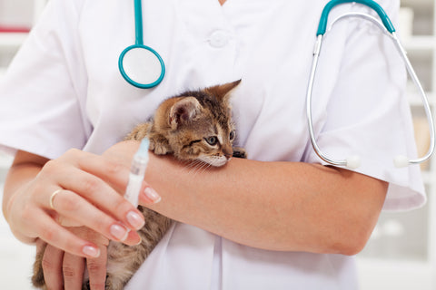 kitten vaccine