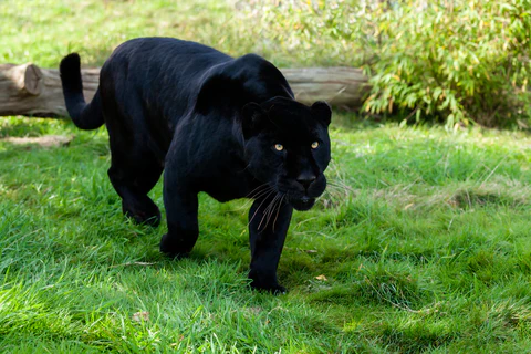 black jaguar