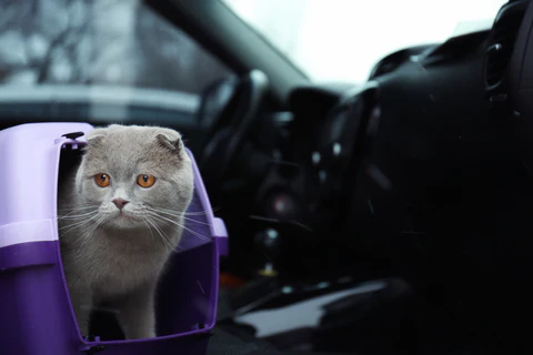 cat in a carrier in the car