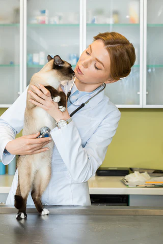 siamese cat and veterinarian