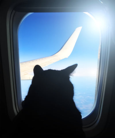 cat in airplane