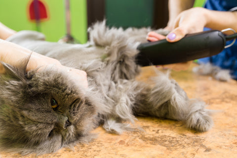 cat getting clipped