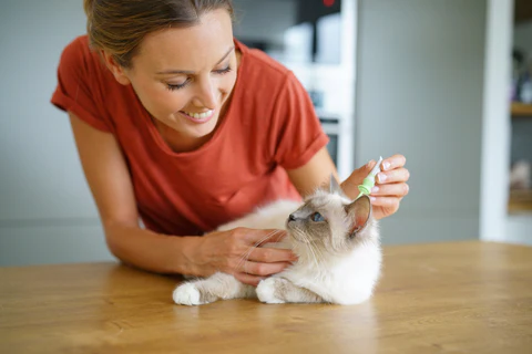 cat being treated for fleas