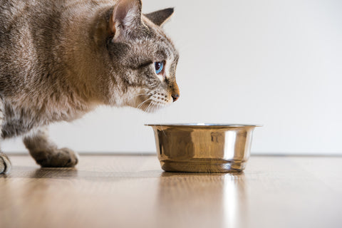 cat pawing at food bowl