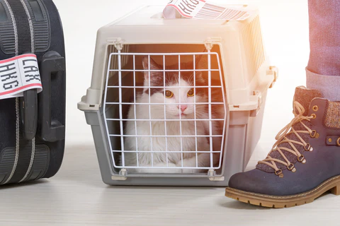 cat traveling on airplane