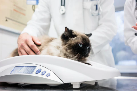 weighing a cat