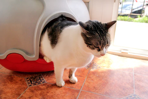 cat in litter box