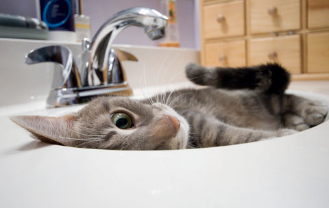 Blue Why do cats stay in the bathroom with you 