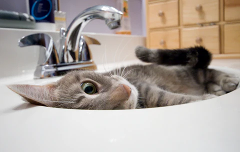 cat in a sink