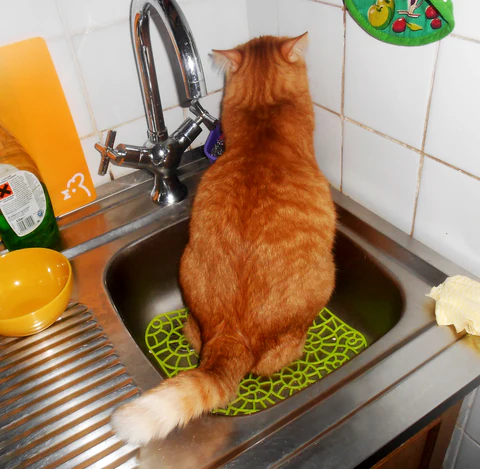 cat peeing in the sink