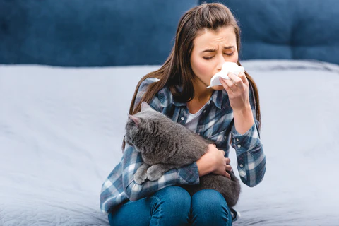 girl with allergy to British shorthair cat