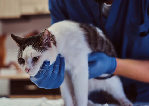 cat with vet