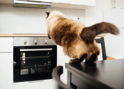 cat jumping to stove