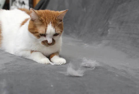 shedding cat with hair on the sofa