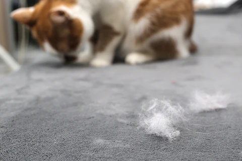 shedding cat