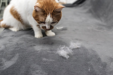 oraange and white cat shedding