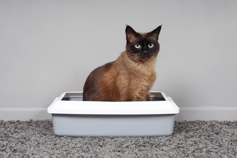 cat in a litter box