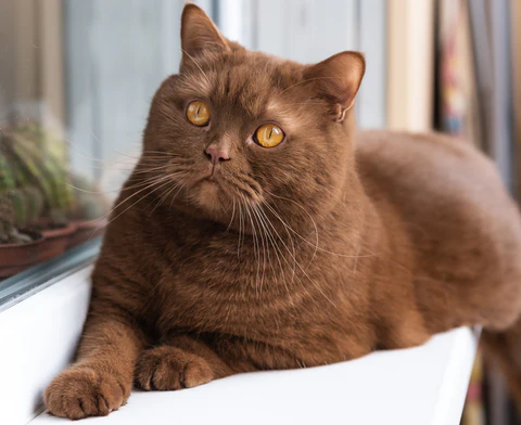 brown cat with tabby stripes