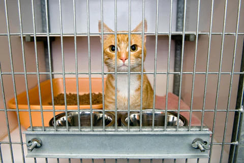 orange cat in cage