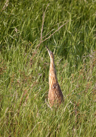 bittern