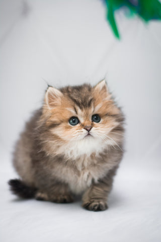 What is a Munchkin cat? – Cat in the Box LLC