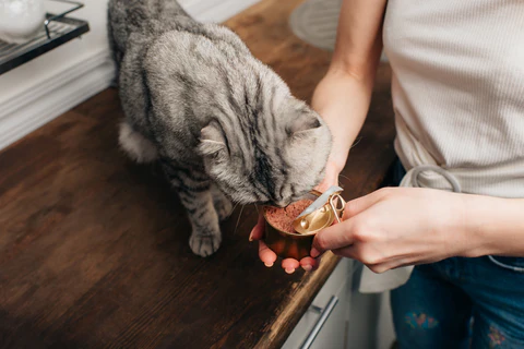 feeding cat on the counter