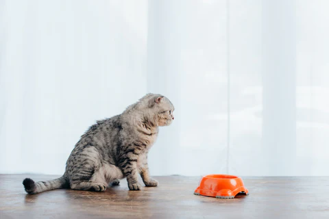 gray cat near an orange food bowl