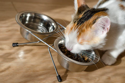 5 Benefits of Raised Cat Food Bowls