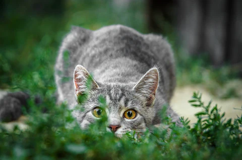 cat wiggling butt before pouncing