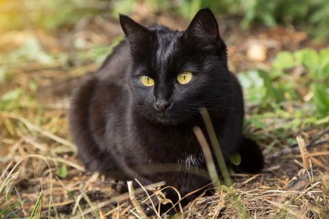 bombay cat