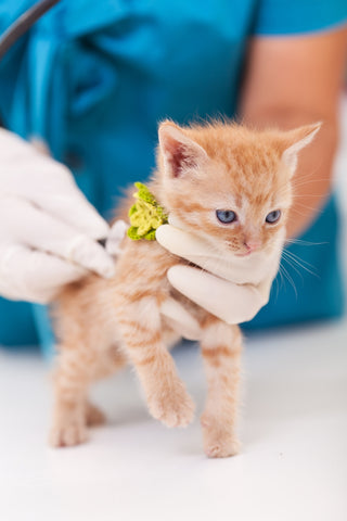 kitten at vet