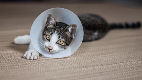 kitten in cone