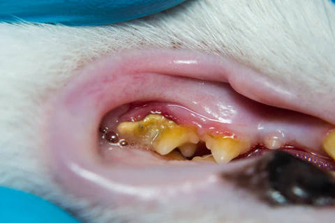 cat teeth with tartar