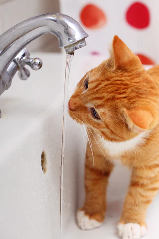 cat and faucet