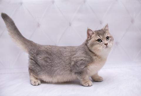 munchkin cat adult