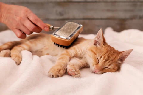 kitten enjoying being brushed