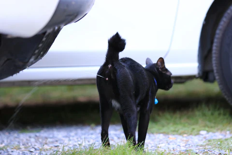 black cat spraying urine