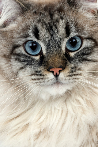 Siberian Cat