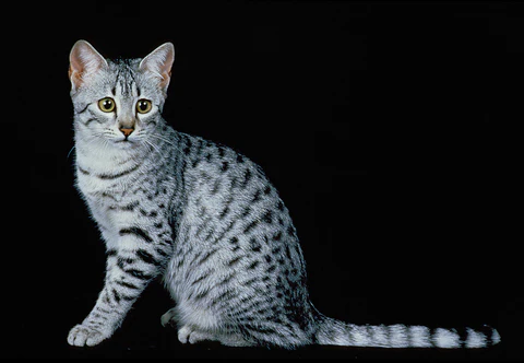 egyptian mau