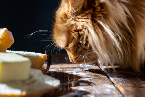 orange cat and cheese on a wooden table