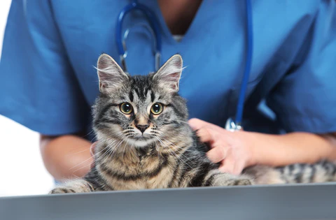 cat with vet