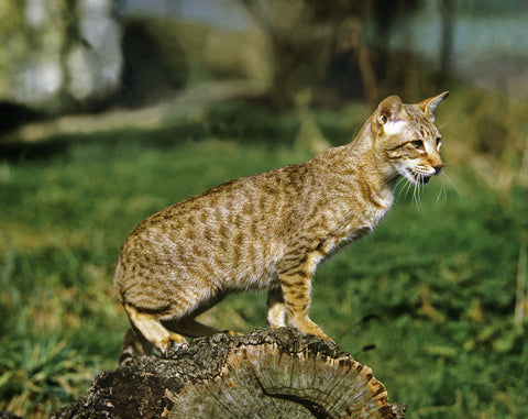 Egyptian Mau