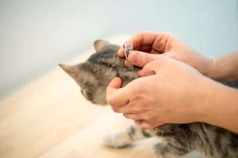 flea treatment on cat