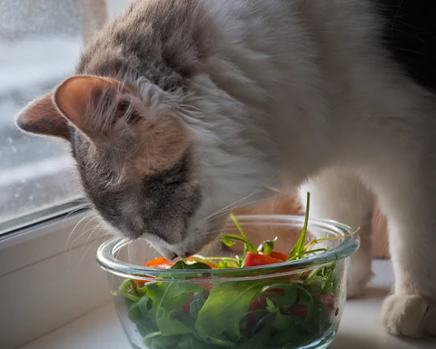 cat eating salad