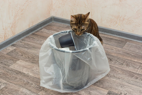 kitten looking into garbage can