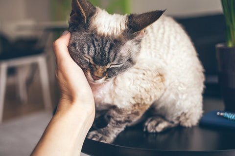 curly haired cat being scratched by a hand