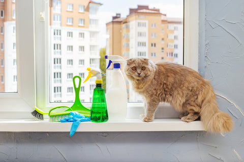 cat and spray bottle