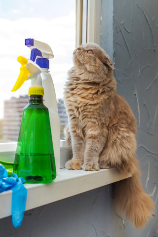 cat spray bottle