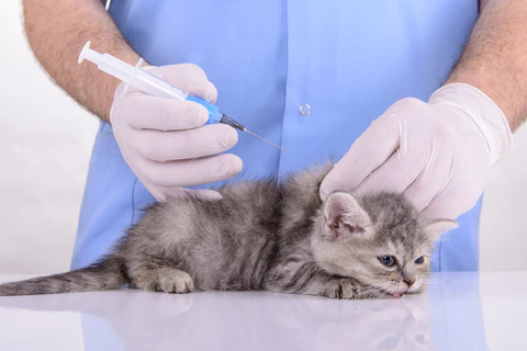 kitten getting vaccinated